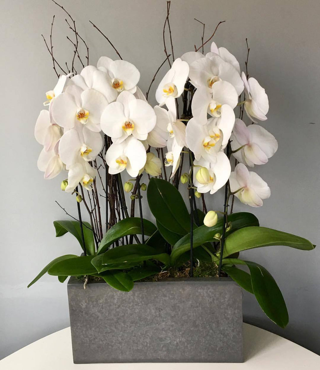 Orchids