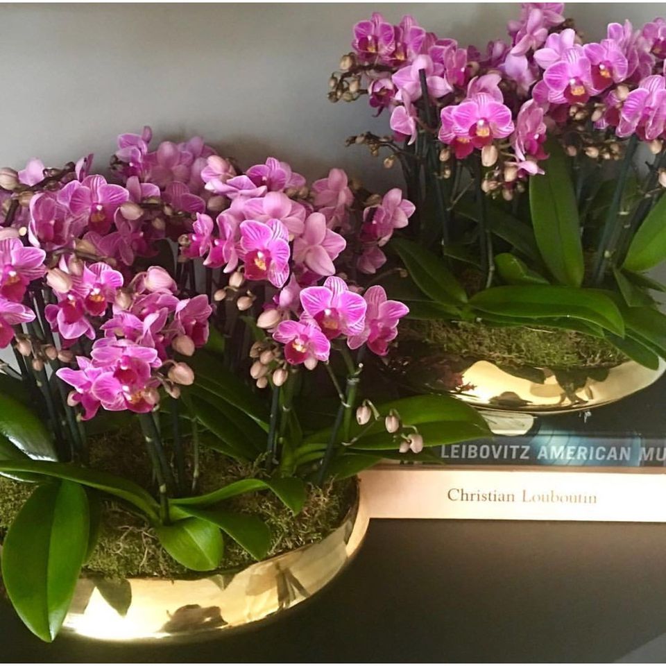 Mini Orchids