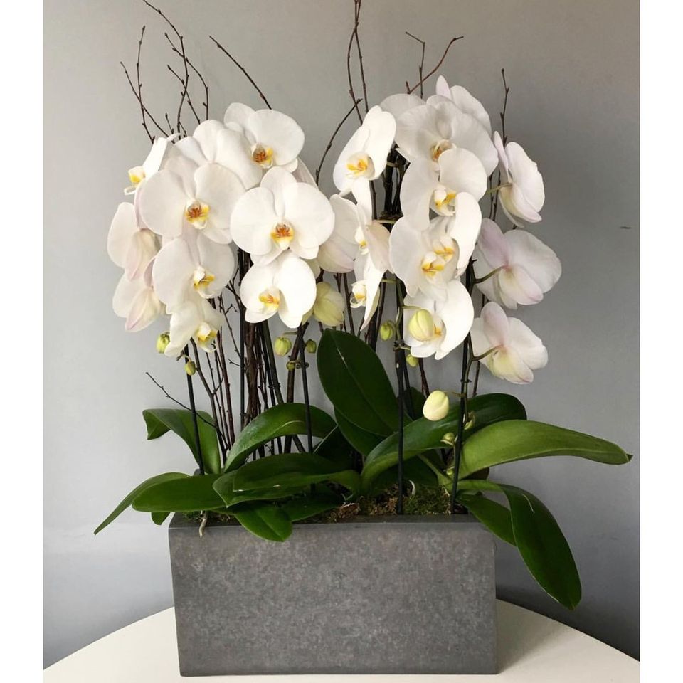 Large Cascading Orchids